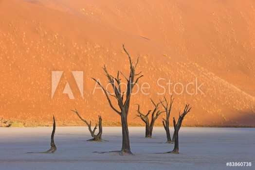 Picture of Dead Vlei in der Namib